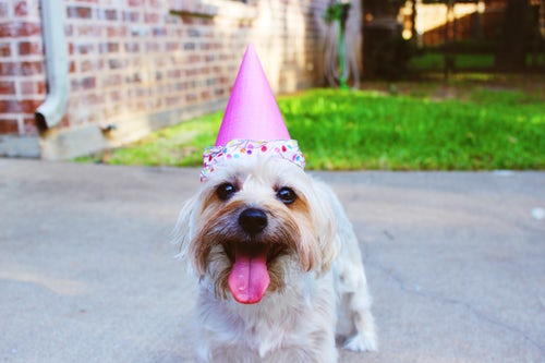 dog celebrating the birthday of your home inspection company