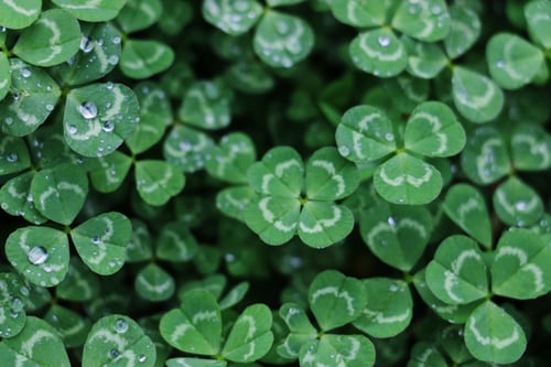 four leaf clover luck as a home inspector