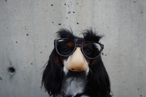 a dog disguised as a home inspection customer