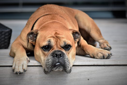 pic of a dog sad about being kicked out of the house for a home inspection