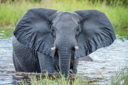 eating an elephant while doing a home inspection