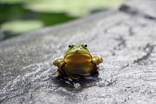 frog looking for a home inspection