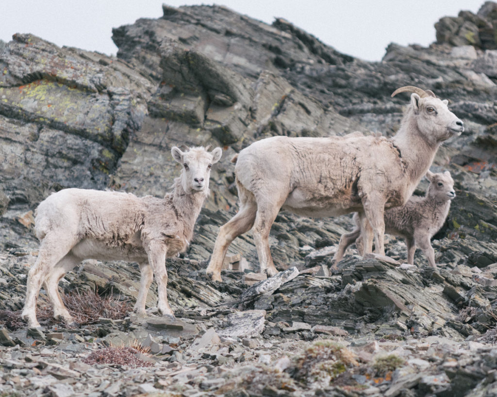 comparing goats exploring a mountain to a home inspector exploring the knowledge needed to be successful