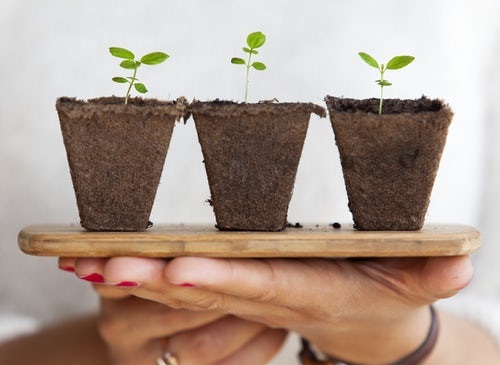 pic of sprouting plants