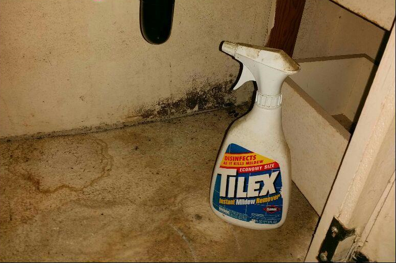 mold viewed on a home inspection
