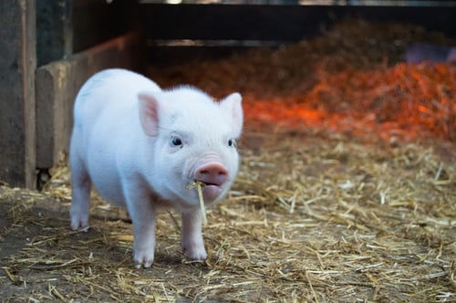 pig looking at a home inspector