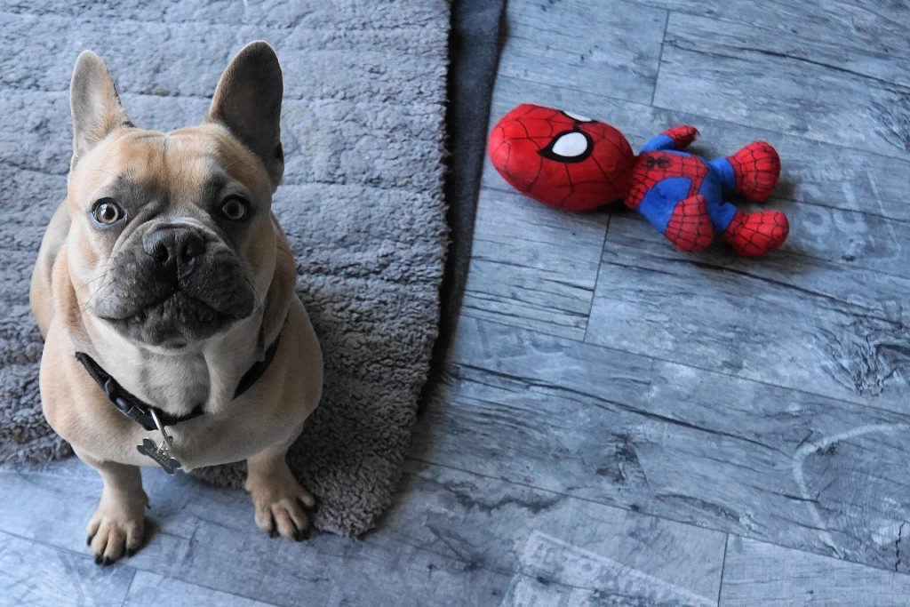 spiderman worried about doing a bad home inspection