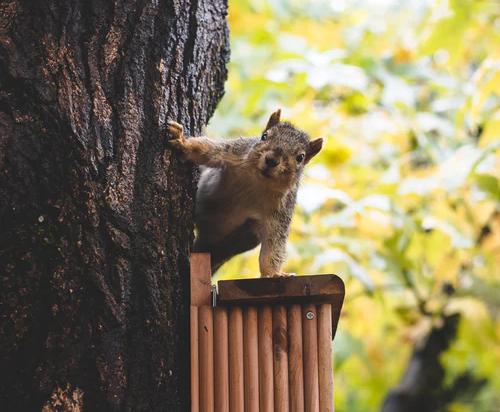 squirrel distracting me from doing a home inspection