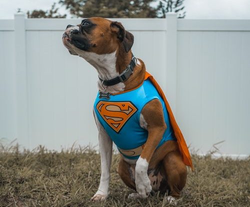 pic of dog wearing superman outfit