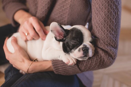 puppy trusting it's owner like a real estate client trusting their home inspector