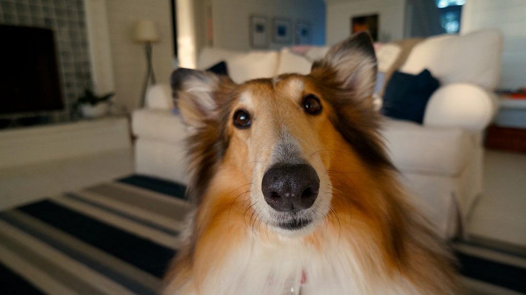 dog looking at you, wondering why you aren't charging enough for your home inspections